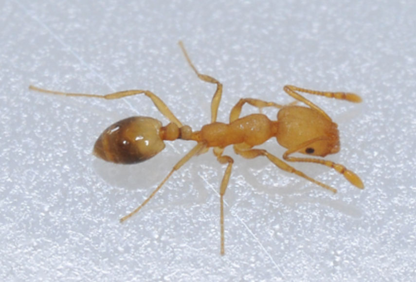 Pharoah Ant