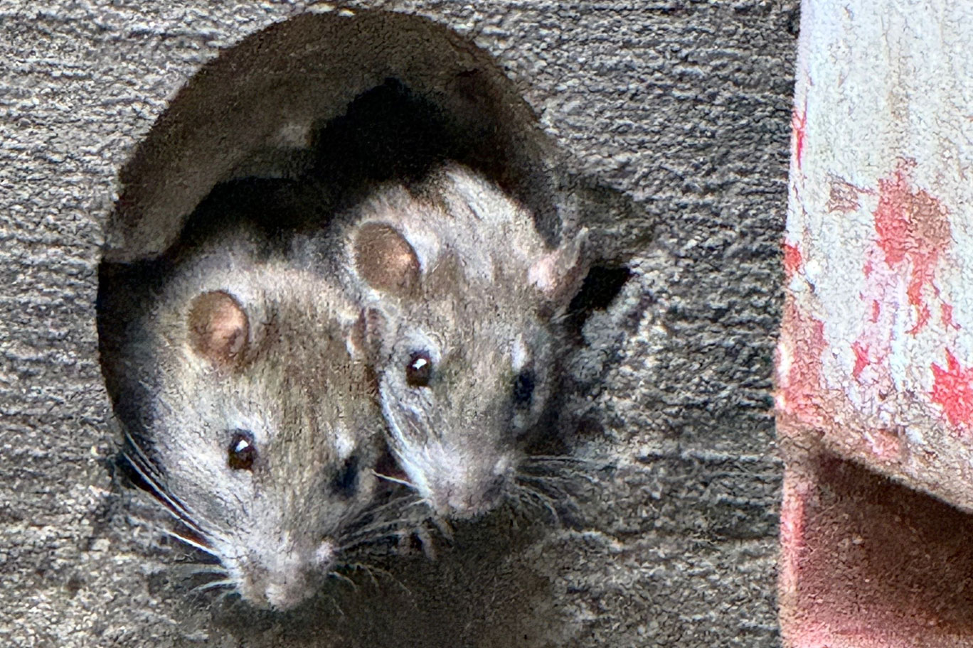 Rat infestation Vancouver