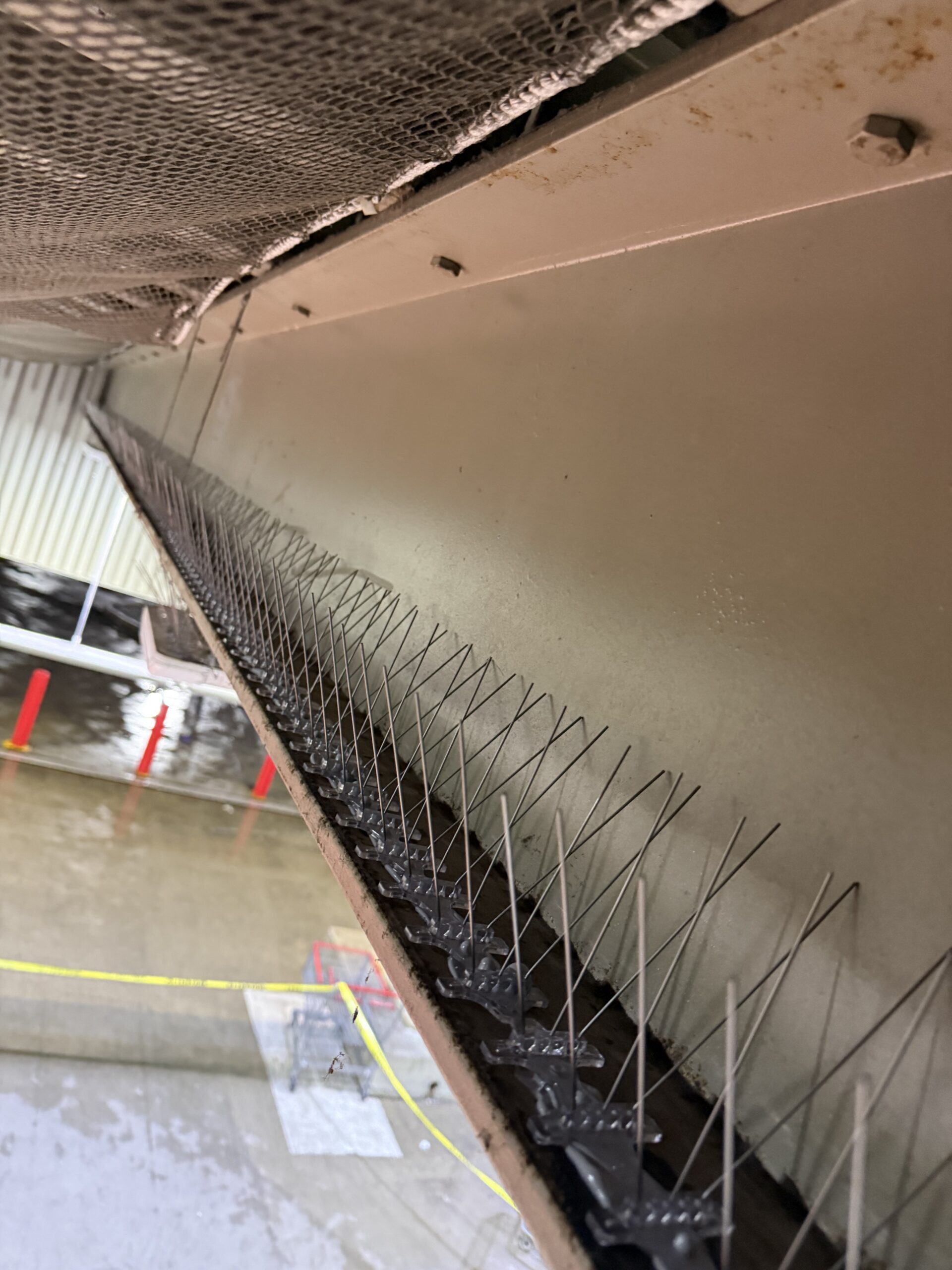 Bird Control: How Professional Bird Proofing Protects Commercial ...